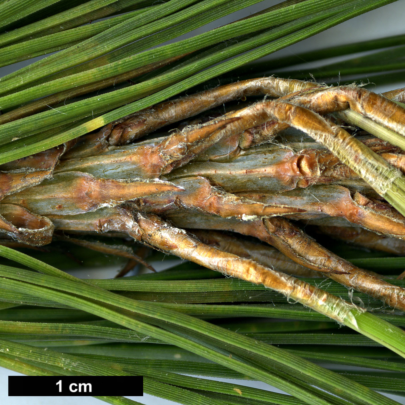 High resolution image: Family: Pinaceae - Genus: Pinus - Taxon: patula - SpeciesSub:  var. longipedunculata